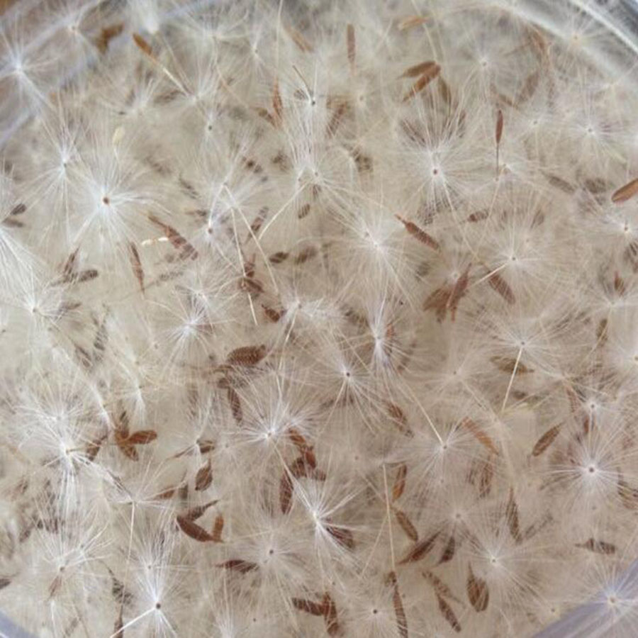 100pcs Mini White Dried Dandel - Flower Preservation Resin 评论和价格