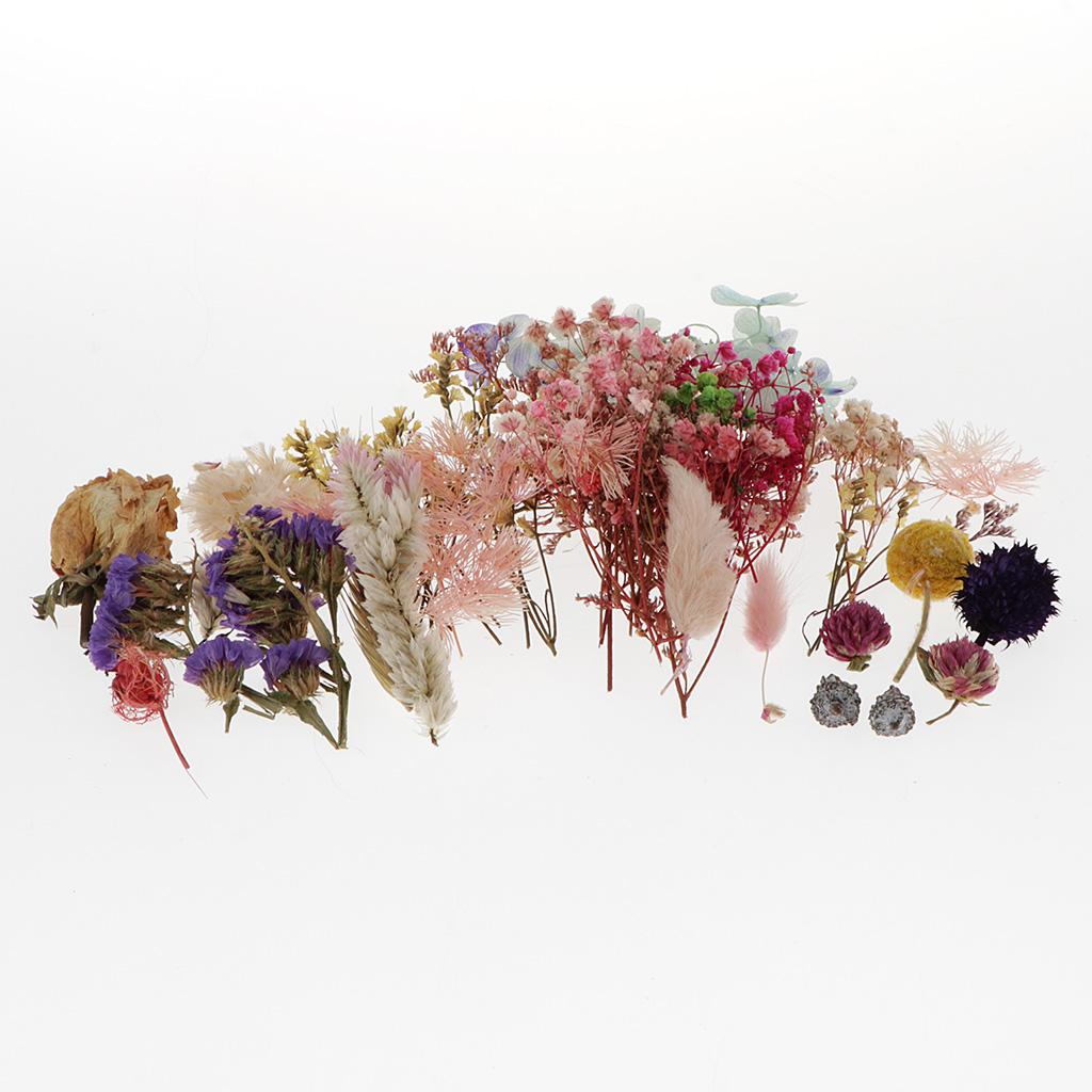 Preserved Dried Natural Flower - Flower Preservation Resin 评论和价格