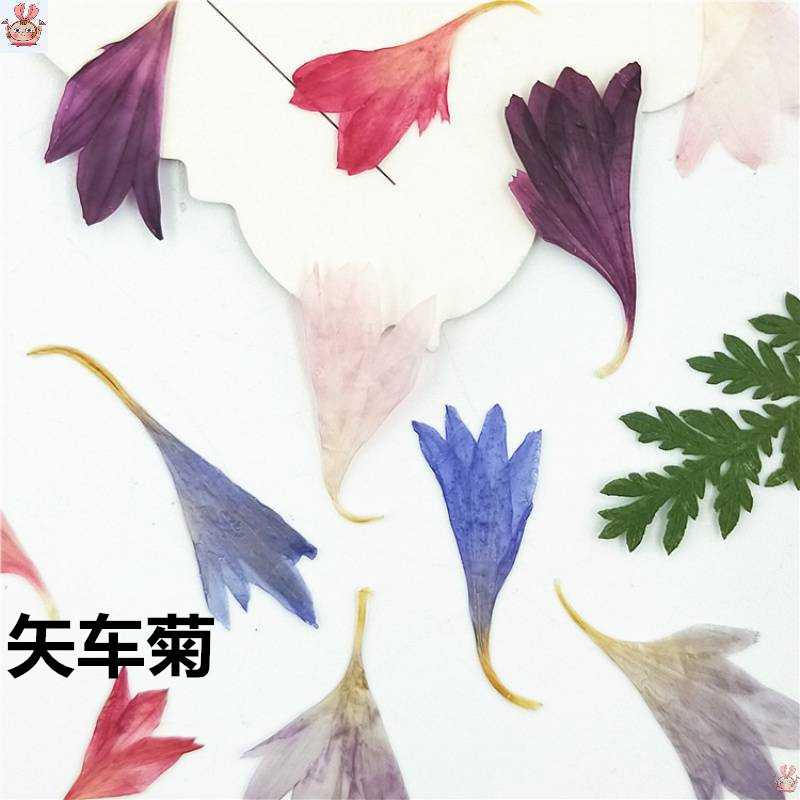 20 Plant Specimens, Cornflower - Resin Jewelry Kit 评论和价格
