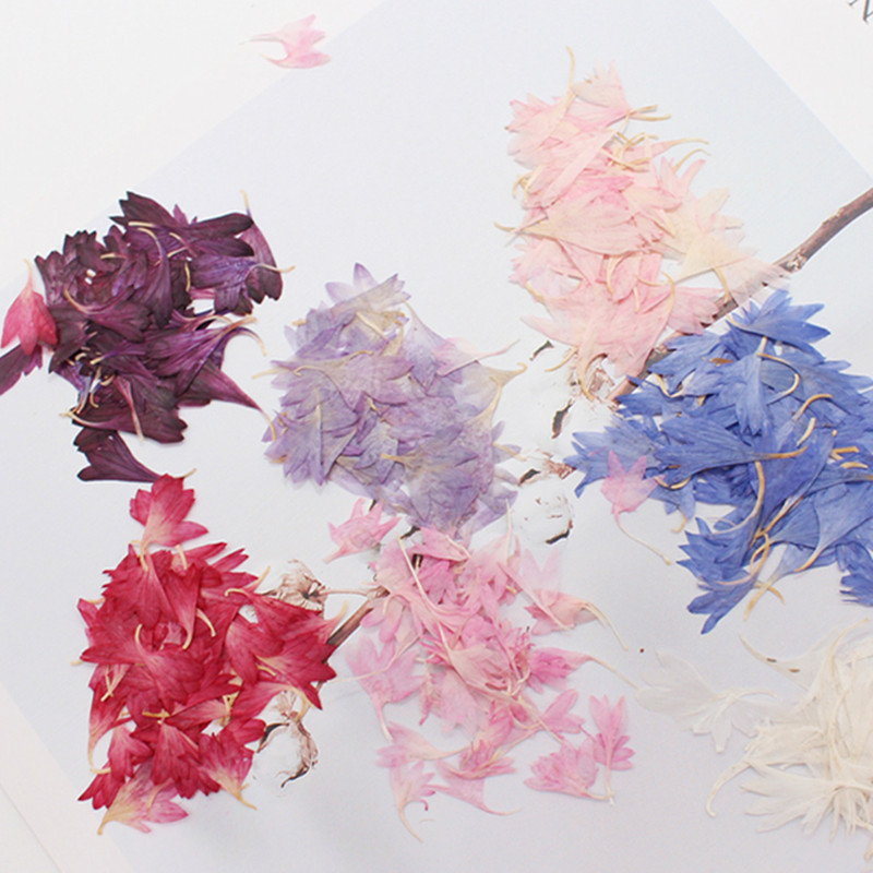 20 Plant Specimens, Cornflower - Resin Jewelry Kit 评论和价格