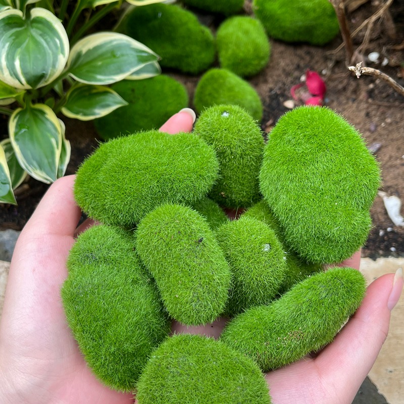 50/5PCS Artificial Foam Moss R - Terrarium Moss Art 评论和价格