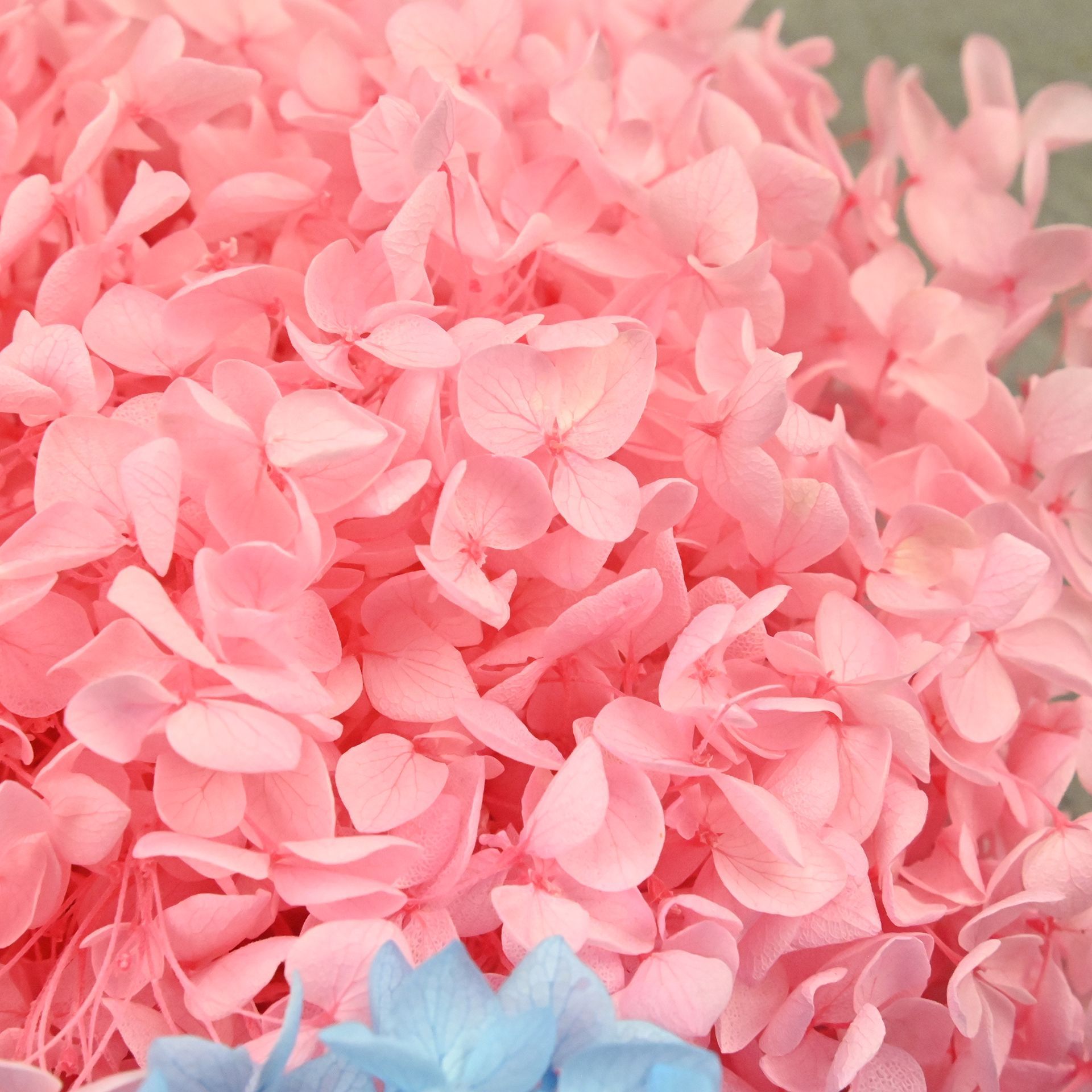 20g Natural Hydrangea Petals D - Dried Flower Bulk 评论和价格